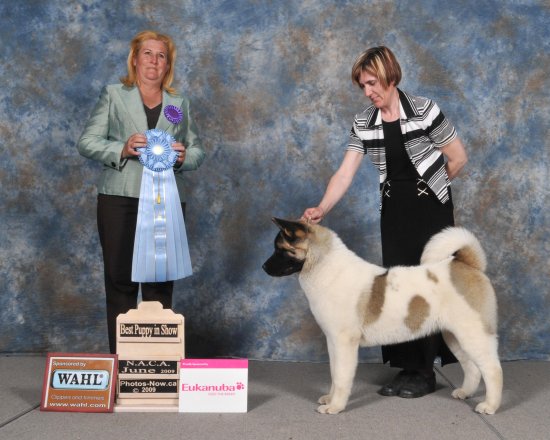 Satika Kennels- Breeders of Akitas and Shiba Inus