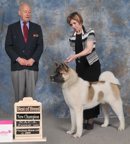 Satika Kennels- Breeders of Akitas and Shiba Inus